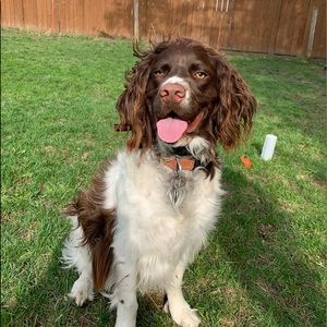 Meet your Posher, Bella